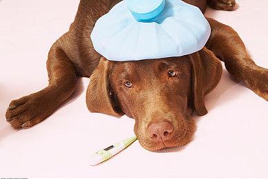 “怪兽 8号 THE GAME”庆祝全球事前预约数突破 50 万人、确定赠送亚白米娜！